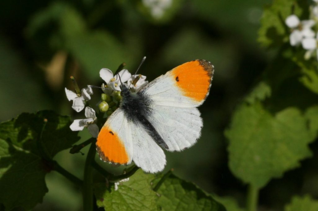 Oranjetipje mannetje