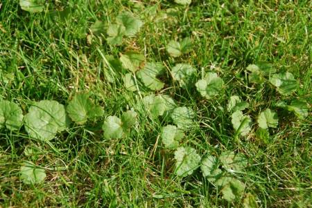 Onkruid in gras verwijderen